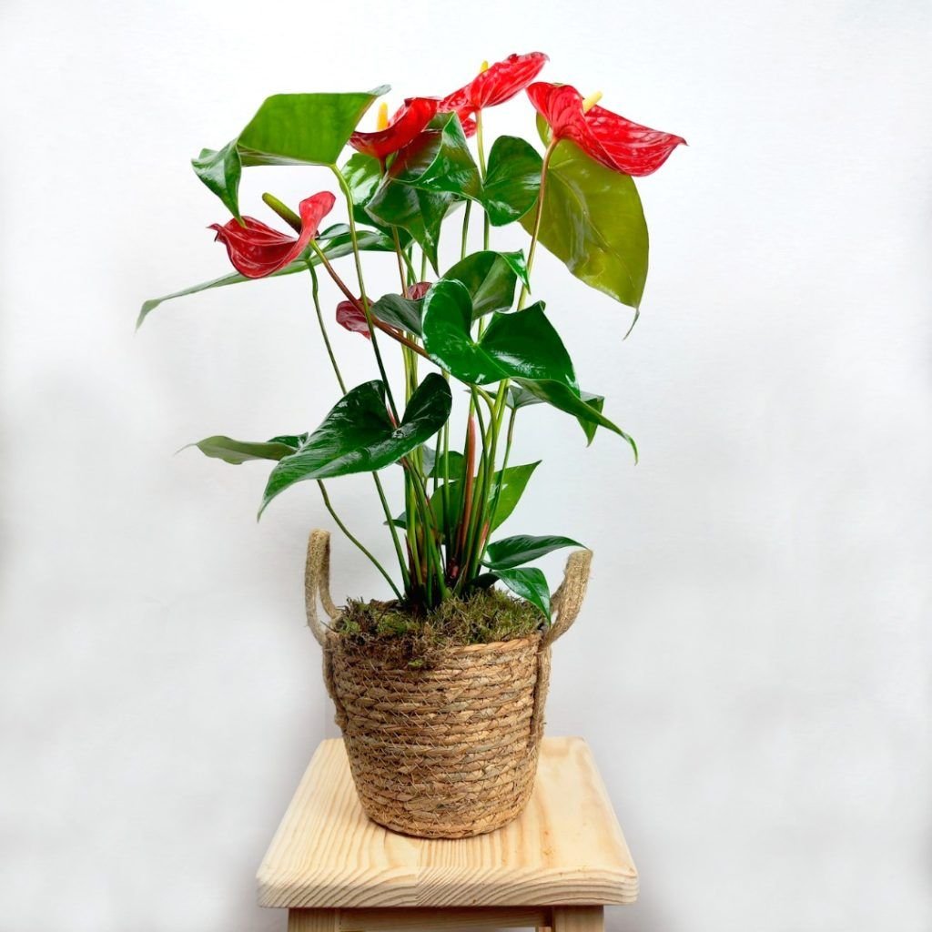 Anthurium planta exótica flores rojas brillantes regalo Alicante