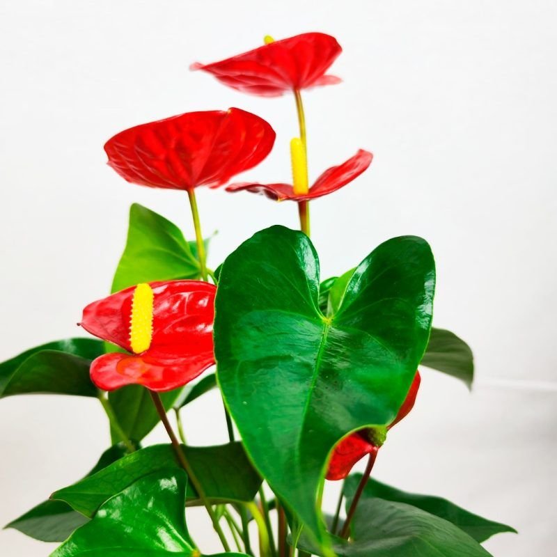 KOKEDAMA ANTHURIUM L