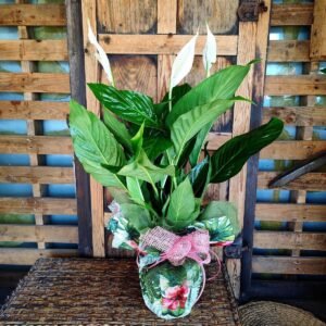 Spathiphyllum