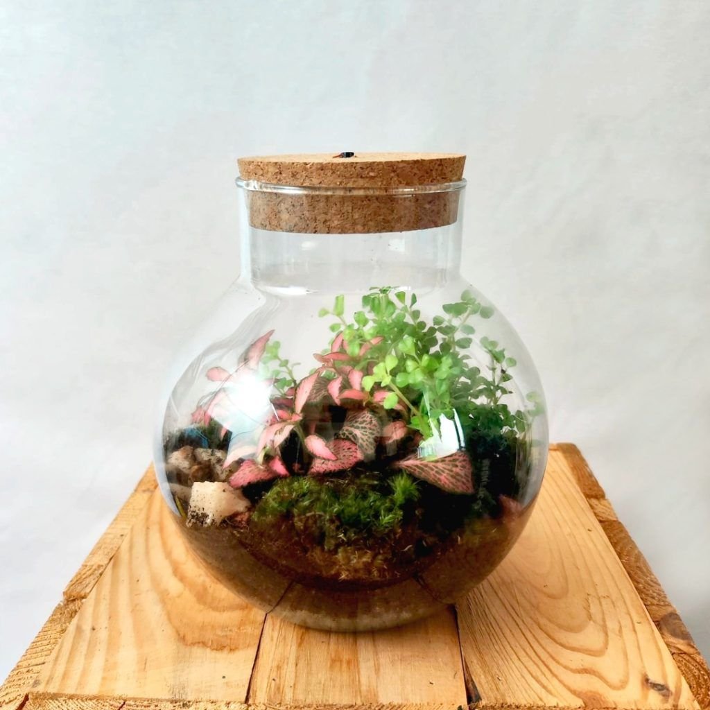 Ecosistema planta natural terrario decorativo regalo Alicante