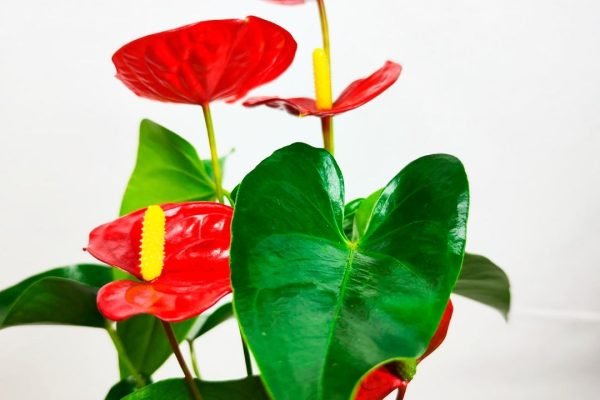 Comprar Kokedama Anthurium KOKEDAMA ANTHURIUM L