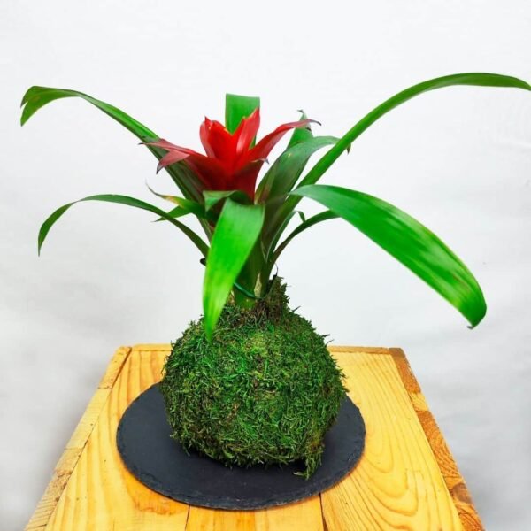 KOKEDAMA GUZMANIA