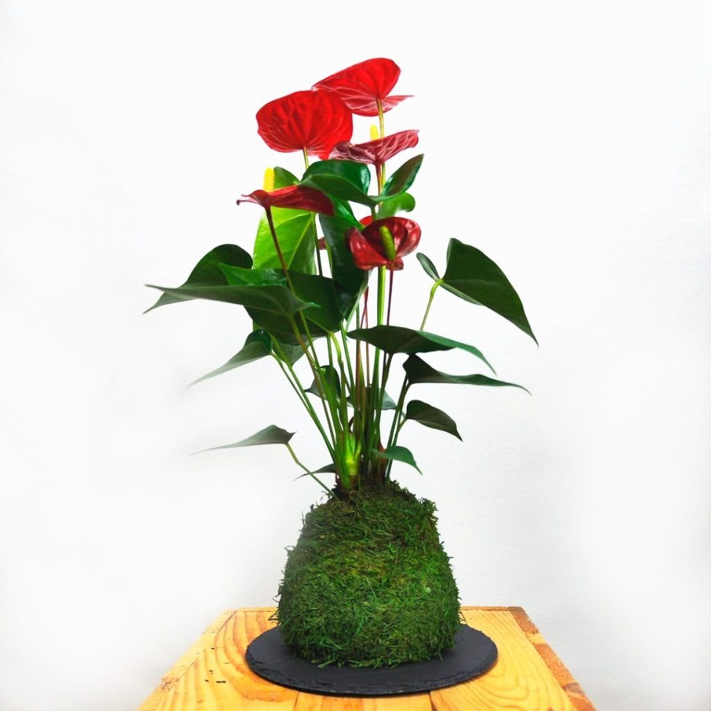 Kokedama Anthurium planta exótica flores rojas regalo Alicante