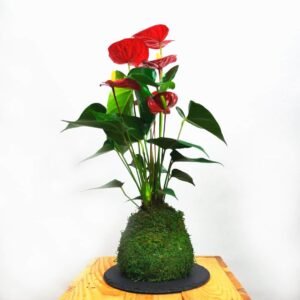 KOKEDAMA ANTHURIUM L