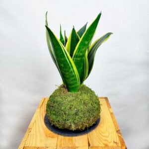 KOKEDAMA SANSEVIERIA