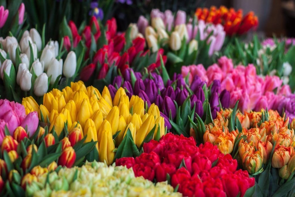 La Calidad de Flores en Alicante