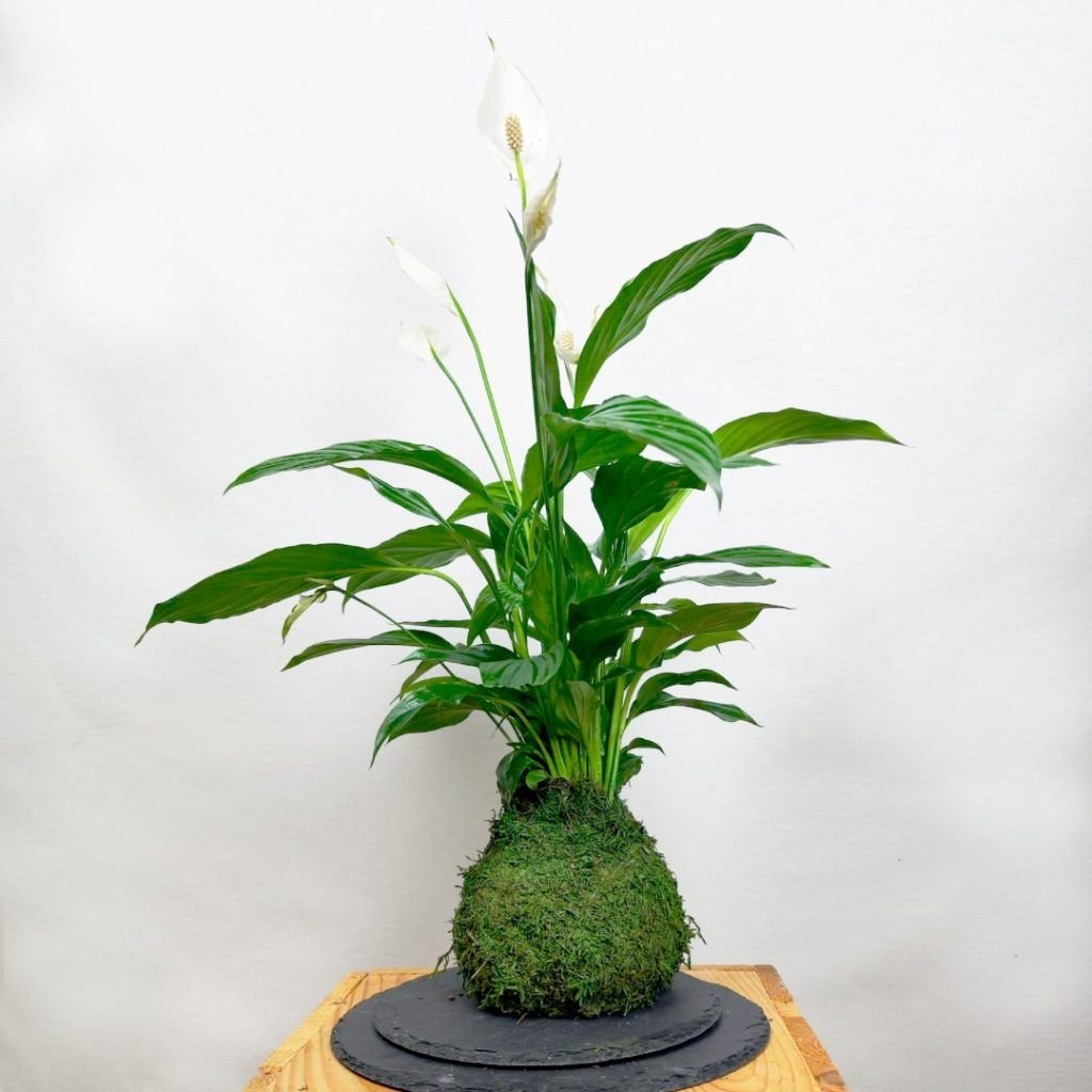 Kokedama Sphatifillium