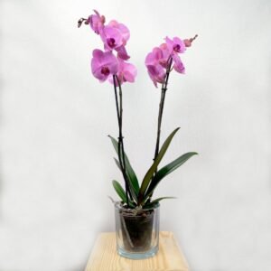 Phalaenopsis Rosa + Cristal