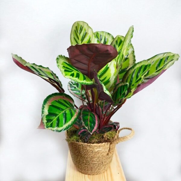 Calathea Medaillon en Cesta de Mimbre