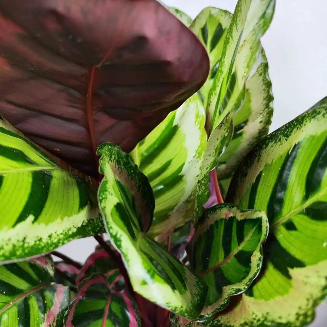 Calathea Medaillon Cesta de Mimbre - Imagen 2