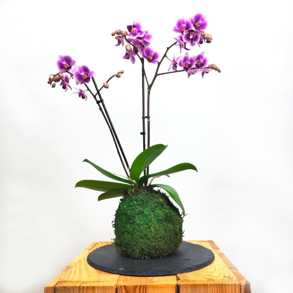 Kokedama Phalaenopsis Colibrí orquídea japonesa regalo único Alicante