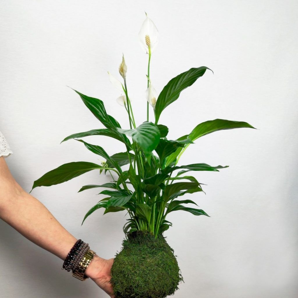 Suspension Végétale Kokedama Avec Spathiphyllum - Boule En Verre Diamètre 12 Cm - Kit Complet Avec Sphaigne Et Ressort - 9