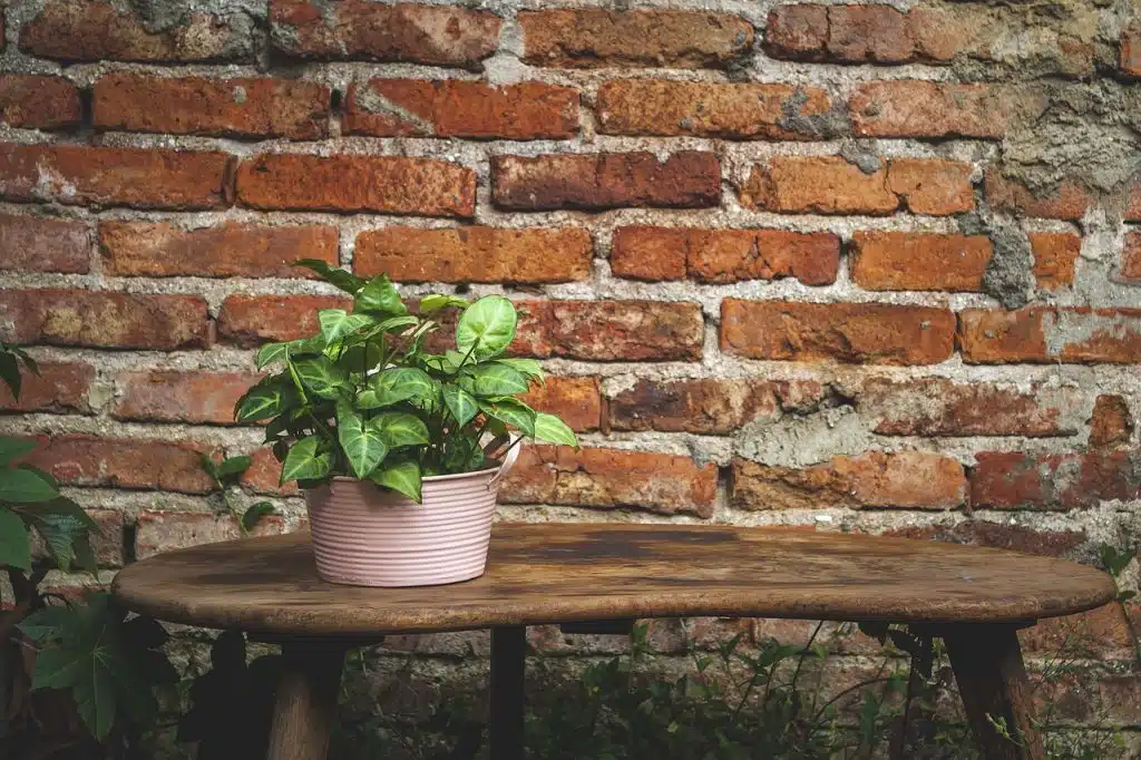 10 Flores Imprescindibles para tu Jardín
