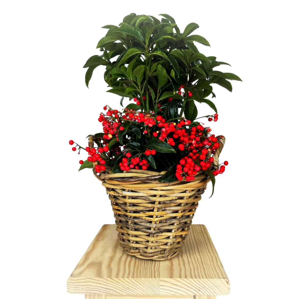 Ardisia en cesta de mimbre planta con frutos rojos regalo Alicante