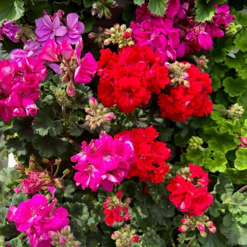 Coloridos geranios floreciendo en un jardín de primavera bajo un cielo azul claro. Flores de Temporada en España durante el Verano