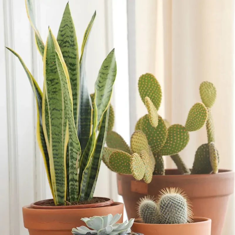 Plantas de Interior Resistentes para Principiantes