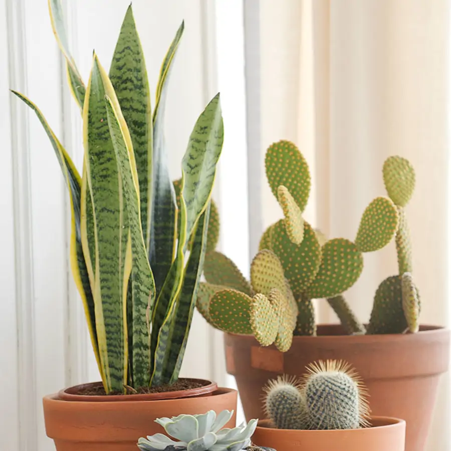Plantas
